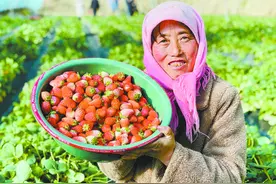 【新春走基层】火红草莓映新春图片