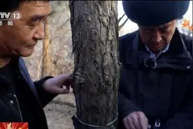 过年｜子午岭寻“豹”记图片