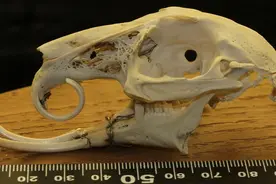 兔子和老鼠竟然是“远房亲戚”？关于兔子，你不知道的秘密图片