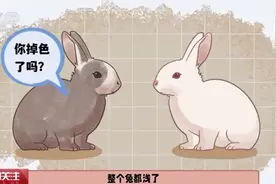 兔年冷知识：守株待兔 兔子撞树是困的吗？图片