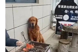 大过年的谁不想吃口肉啊？金毛看主人烧烤哈喇子直流图片