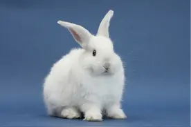 爱申活暖心春｜兔的知识全解：最大的有多重？春晚吉祥物灵感来自哪？图片