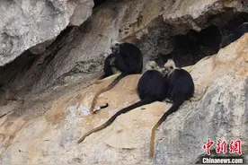 世界极度濒危动物白头叶猴种群数量增至1400余只图片