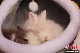 杭州野生动物世界：萌兔新春亮相受游客追捧图片