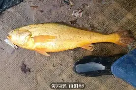 好兆头！一条野生大黄鱼，卖了2.66万元图片
