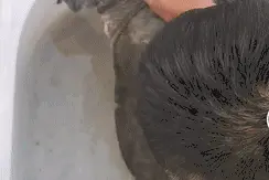 天价！杭州一甲鱼卖2万8？老板称有200年，专家鉴定，不得了图片