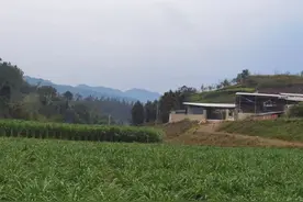 当你和鸡鸭鹅狗牛一起过年时图片