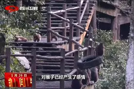 四川新闻联播丨“猴王”巡山图片