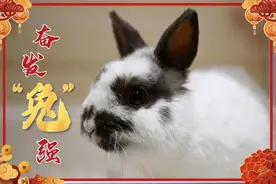 癸卯新春 · 兔子养殖要注意图片