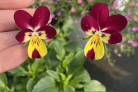 这些软萌的“兔”植物你见过吗？图片