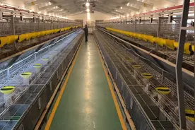 兔年春节揭秘山东聊城“兔子王国”：宠物兔成顶流，一只上千元不够卖图片