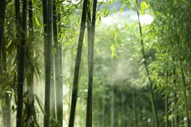 晚潮｜竹图片
