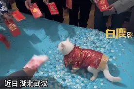团宠猫咪！女子带猫回家过年猫收到千元红包图片