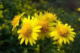 当代散文|野菊花图片