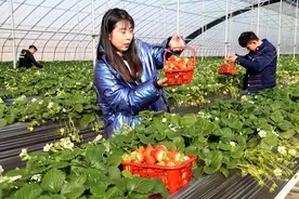 山东省冠县：“高架草莓”红 游客采摘忙图片