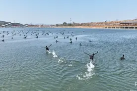 江西分宜：数百只白骨顶鸡“做客”湿地公园图片