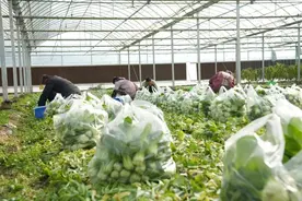 农业+新零售，激活生态岛蔬菜品牌新动能图片