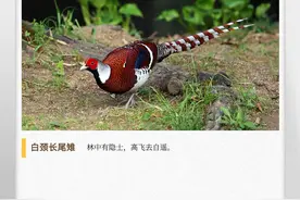 湖湘自然历丨郴州风物㉒八面山上的红脸“隐士”图片