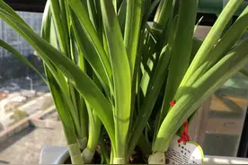 假期回来，发现水仙长成了葱？这些办法用起来，也许还能让它开花｜花草小课堂图片