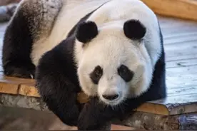 芬兰一动物园或将提前归还从中国租借的大熊猫！曾遇资金困难图片