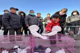 以鸽会友、飞鸽传金！快来打卡传承500多年的平原恩城鸽子会​图片