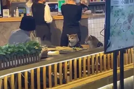 两柴犬端坐餐厅陪主人吃串串，狗主人：从小性格就乖，不少人来摸狗头图片