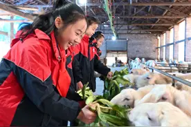 浙江武义：寒假当回“小羊倌”图片