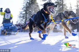 美国举办雪橇犬马拉松比赛 狗狗雪中奋力狂奔图片