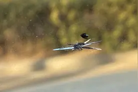 高速上车玻璃被石子砸伤该怎么办？图片