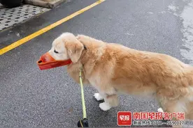 有人收入几千元！上门喂养宠物，春节期间宠托师火了图片