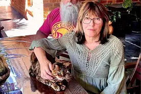 澳大利亚一只猫爱狩猎，接连被蛇咬伤3次险丢命图片