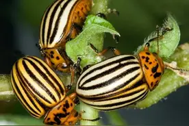 与人类抢食物的入侵害虫——马铃薯甲虫图片