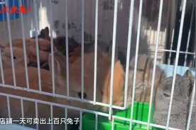 萌兔成南京宠物市场新晋“顶流”，有的店一天卖出上百只图片