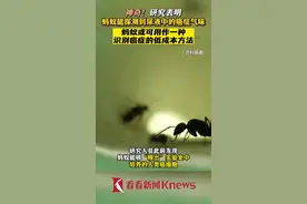 神奇！研究表明蚂蚁能探测到尿液中的癌症气味图片