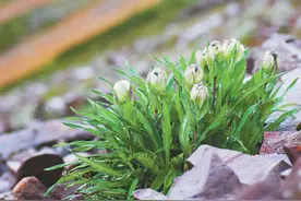 冰天雪地，为何也有植物开花？（把自然讲给你听）图片