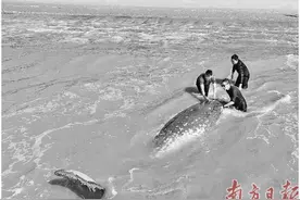 “鲸鲨宝宝”搁浅 众人合力救援图片