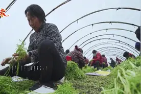 乡味｜安徽阜南：“蒿”产业种出乡村振兴“金钥匙”图片