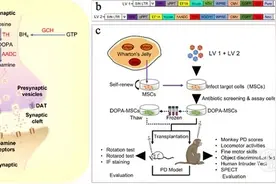 昆明理工大学科研团队在治疗帕金森病方面取得重要突破图片