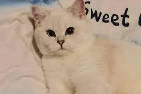 上门喂养宠物火爆 主人和代喂养人需要承担哪些法律风险？图片