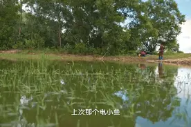 “告诉老爸我想吃鱼了”？抓！图片