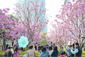 广州紫色风铃木花朵盛放图片