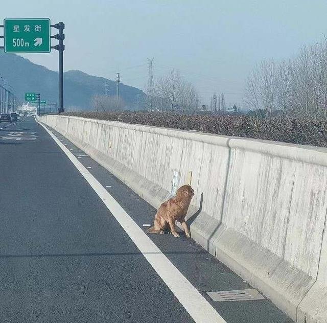 显然也知道自己来错地方了，杭州秋石高架上怎么有一条簌簌发抖的大狗？