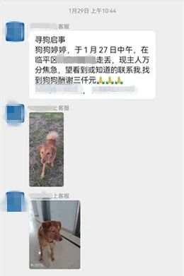 显然也知道自己来错地方了，杭州秋石高架上怎么有一条簌簌发抖的大狗？