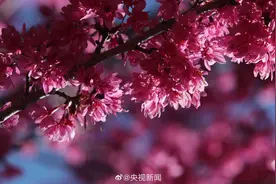 浪漫！多地樱花绽放谁看谁心动图片