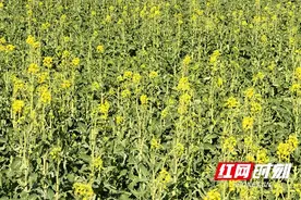 新春走基层丨沈昌健：初心不改向未来 用心守好人民群众的油罐子图片