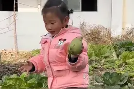 童年记忆回来了！3岁萌娃边拔萝卜边唱儿歌“拔萝卜，拔萝卜，嘿哟嘿哟拔萝卜”图片