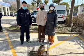 野生山鸡飞入崇明百姓家，林业部门确认为国家二级保护动物图片