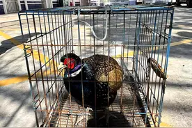 野鸡飞入百姓家？一查竟是保护动物图片