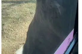 黑熊扒游客车一路小跑，网友：这小碎步有那味儿了图片