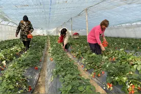 草莓大棚里过大年图片